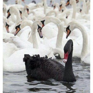 Black Swan beauty